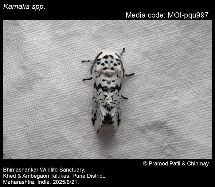 MOI-pqu997