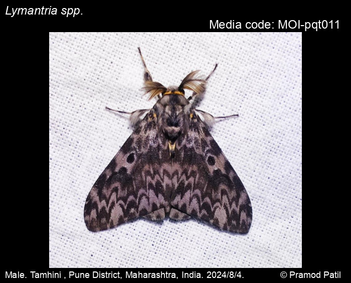 MOI-pqt011