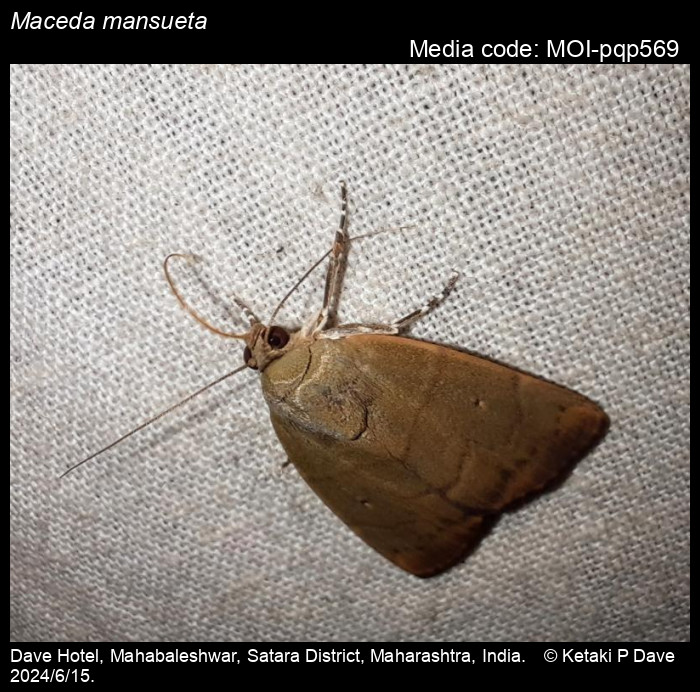 MOI-pqp569
