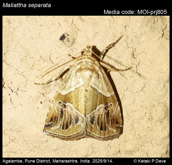 MOI-prj805