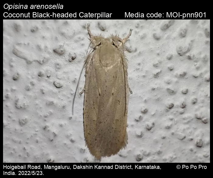 Gelechioidea | Moths