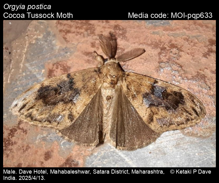 MOI-pqp633