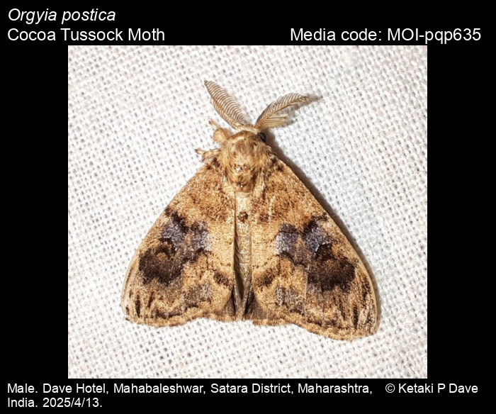 MOI-pqp635