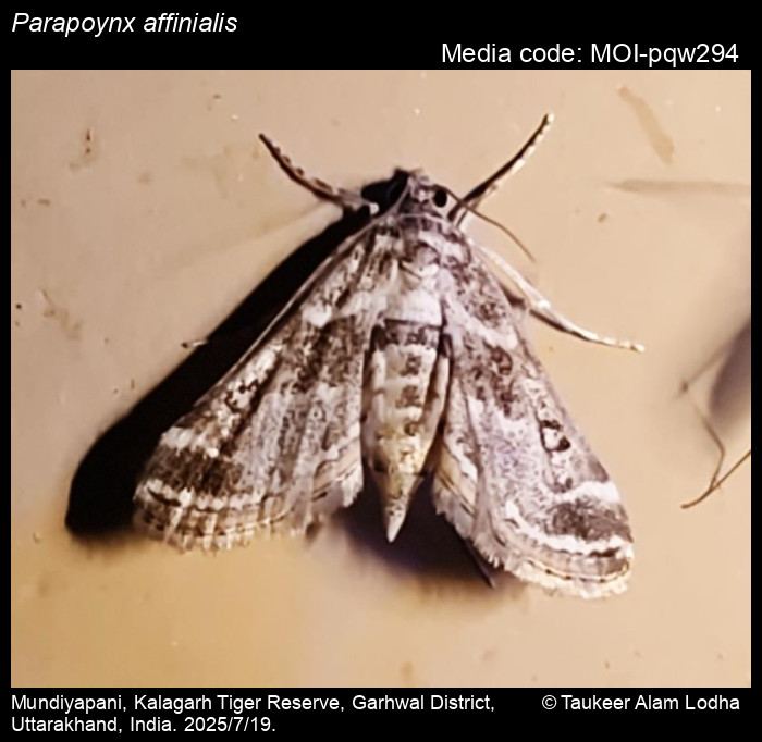 MOI-pqw294