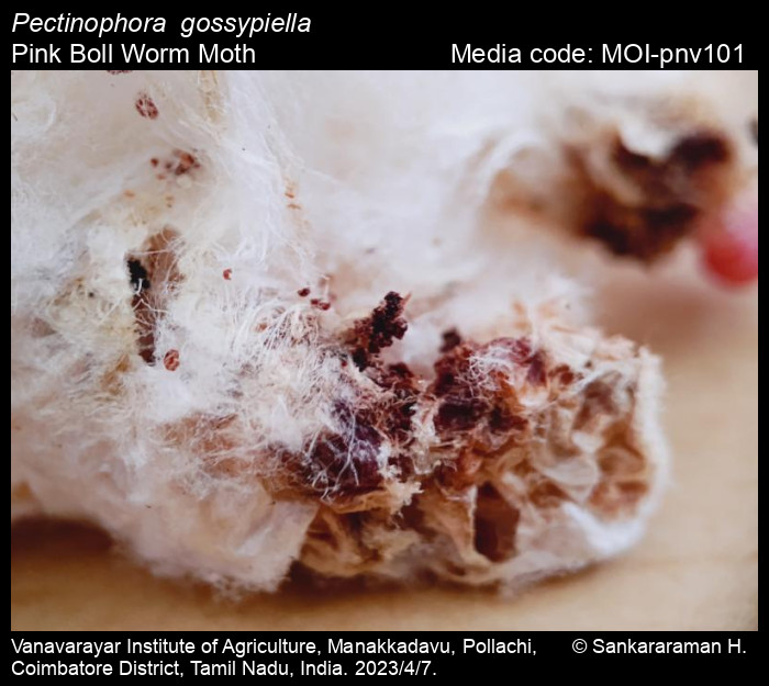 Pink bollworm - Wikipedia