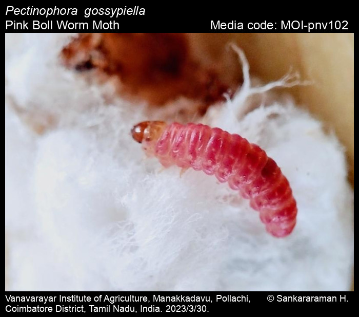 Pink bollworm - Wikipedia