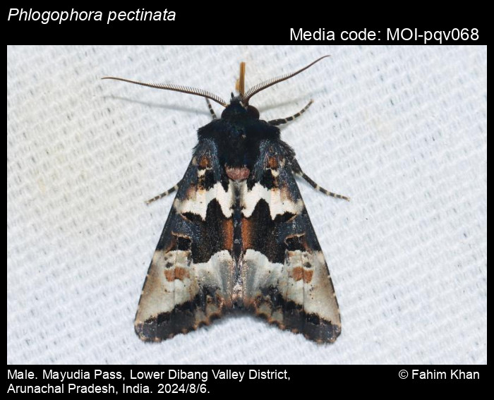 MOI-pqv068
