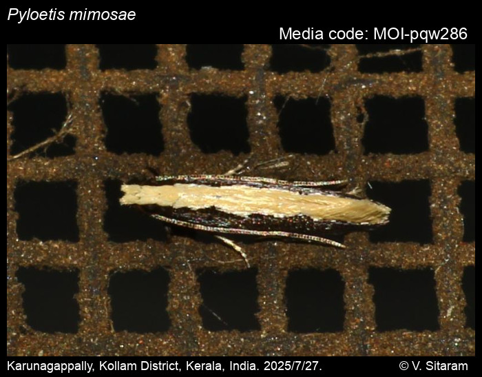 MOI-pqw286