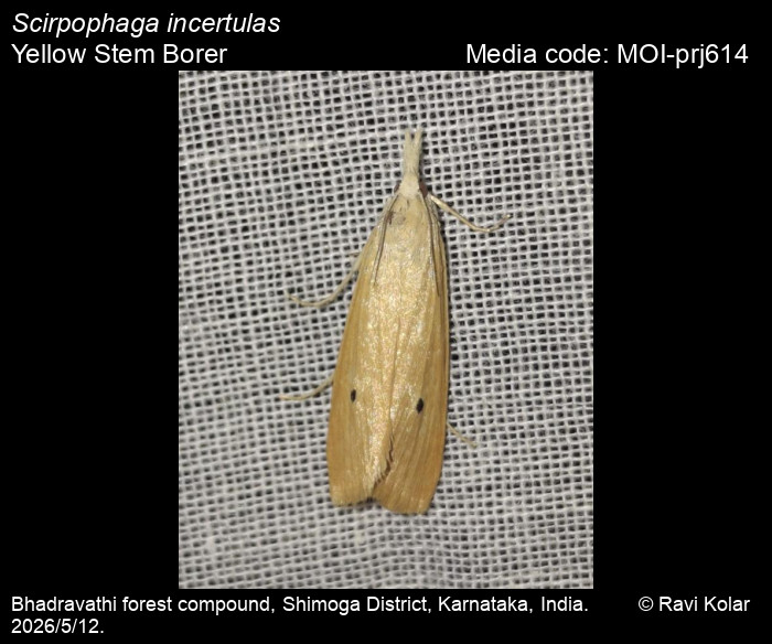 MOI-prj614