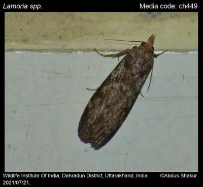 Lamoria spp. Walker, 1863 - | Moths