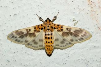 Pachynoa hypsalis