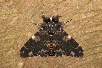 Lymantria hauensteini